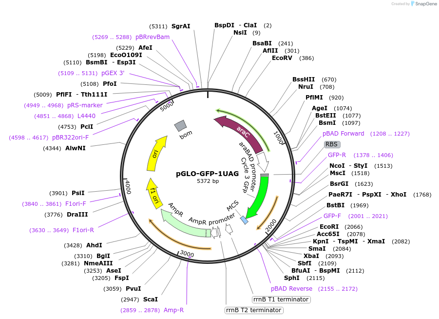 82500-plasmid-map-sequence-id-511198
