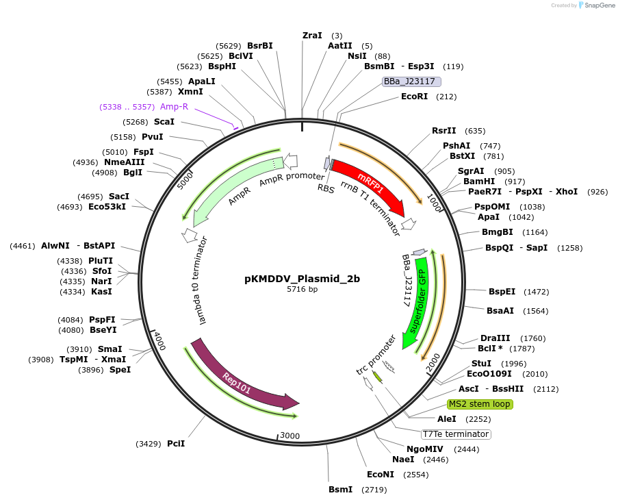 249057-plasmid-map-sequence-id-511261