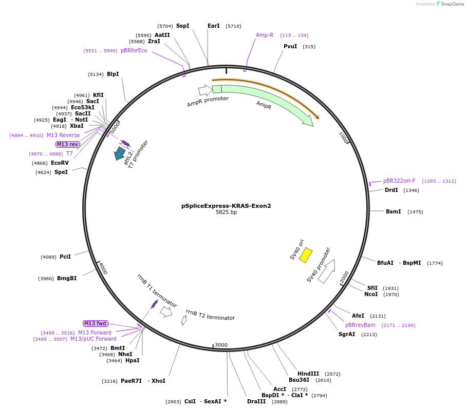 256555-plasmid-map-sequence-id-511265