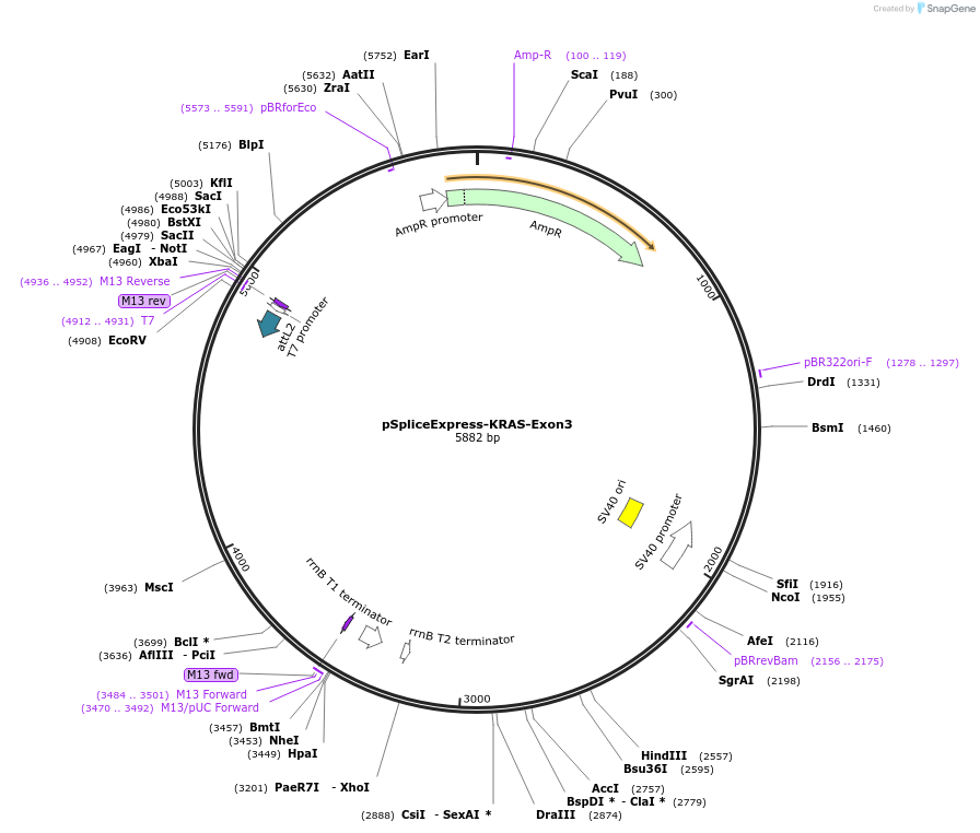 256556-plasmid-map-sequence-id-511266