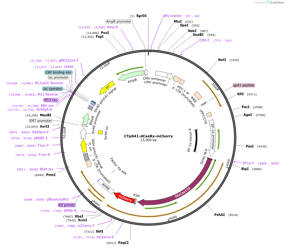 256438-plasmid-map-sequence-id-511268