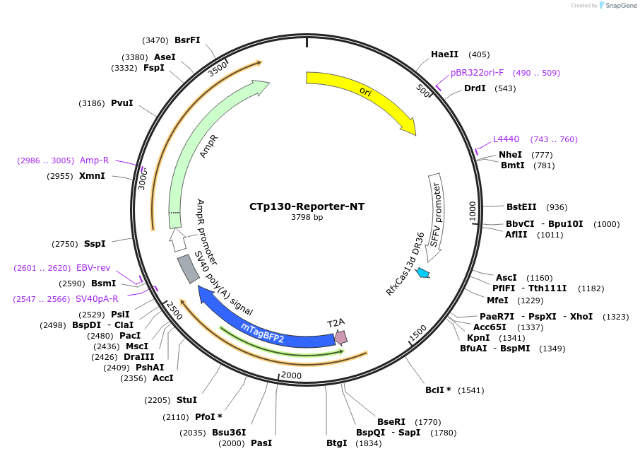 256440-plasmid-map-sequence-id-511269