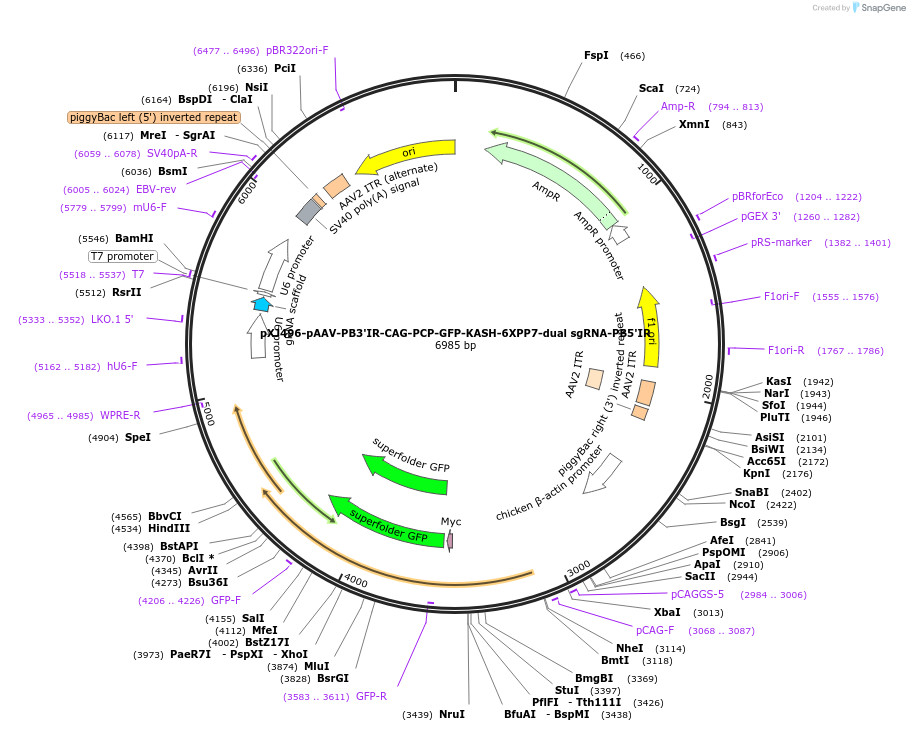 254950-plasmid-map-sequence-id-511274