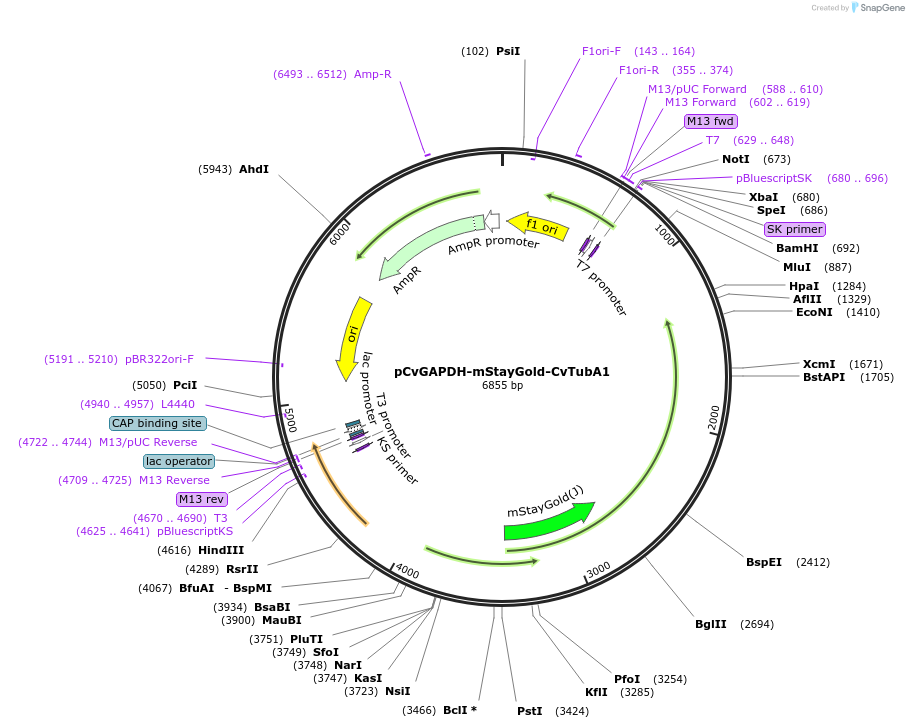 255786-plasmid-map-sequence-id-511275
