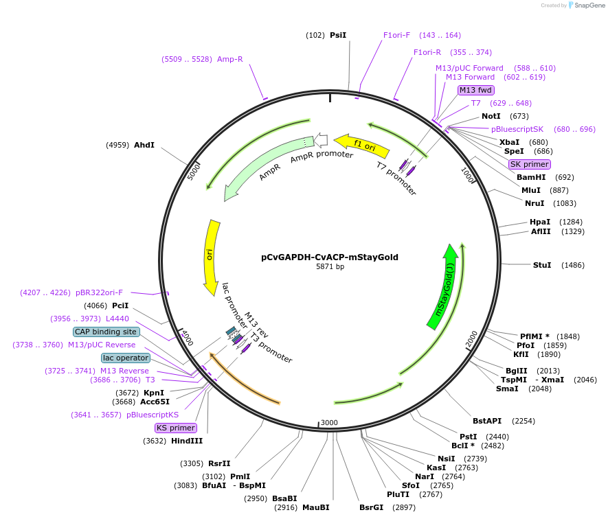 255784-plasmid-map-sequence-id-511277