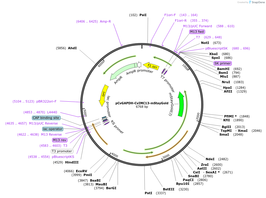 255785-plasmid-map-sequence-id-511278