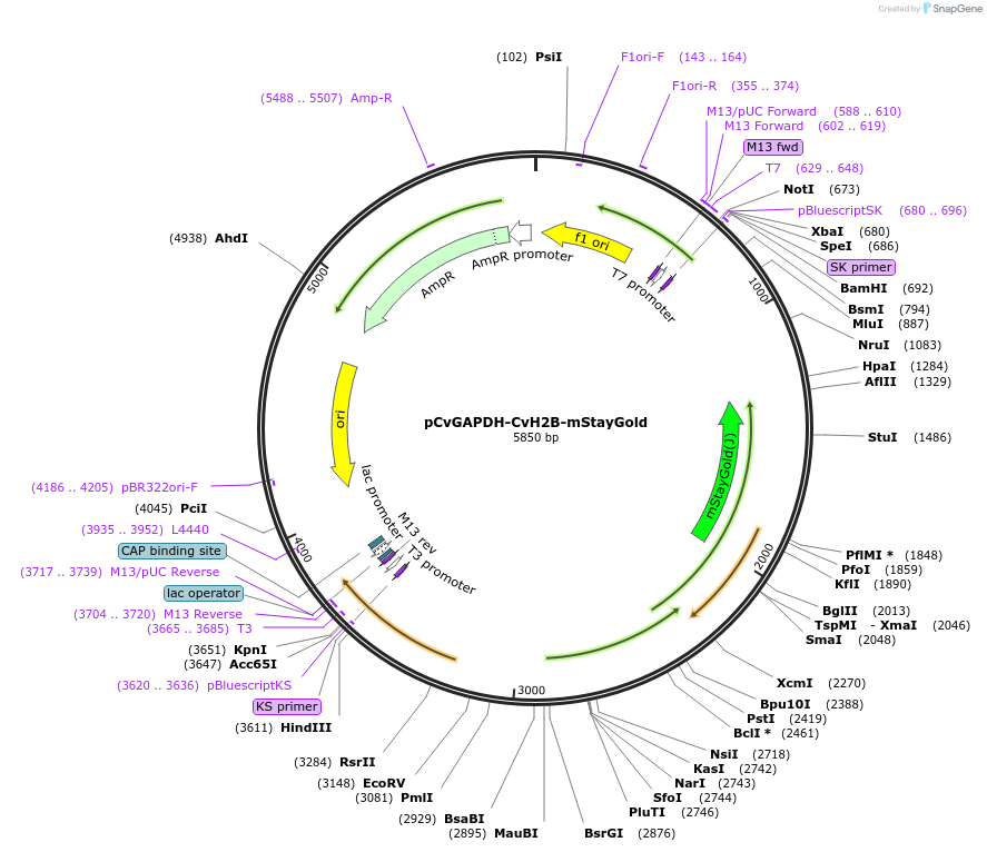 255783-plasmid-map-sequence-id-511279