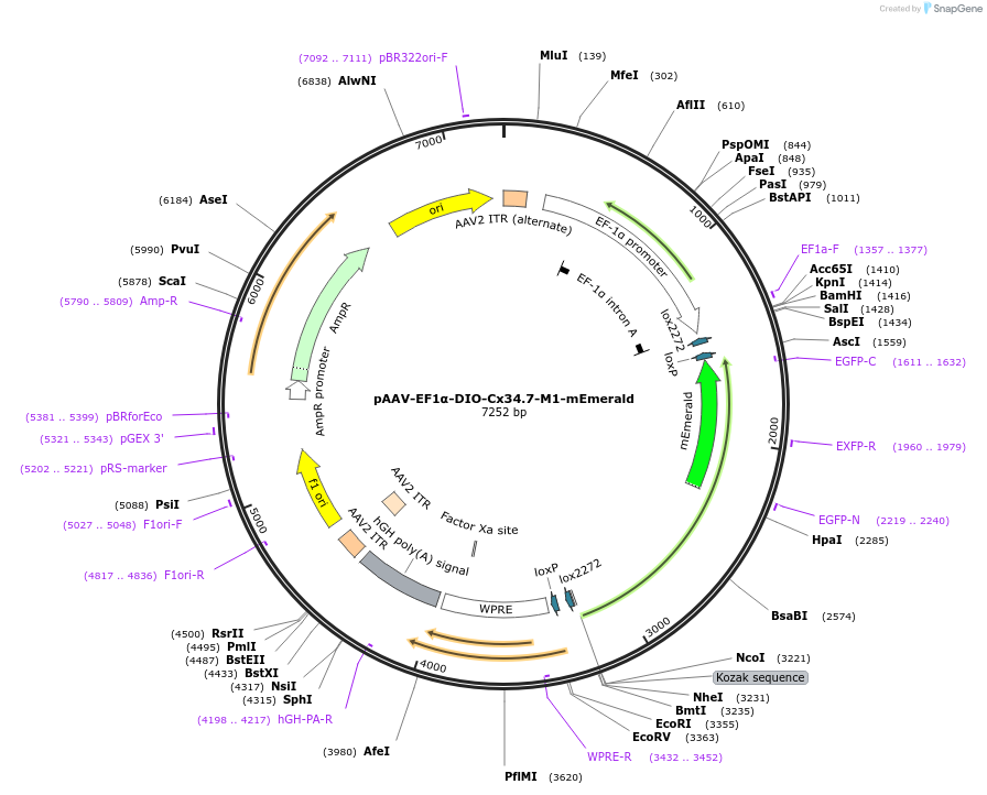 255634-plasmid-map-sequence-id-511281
