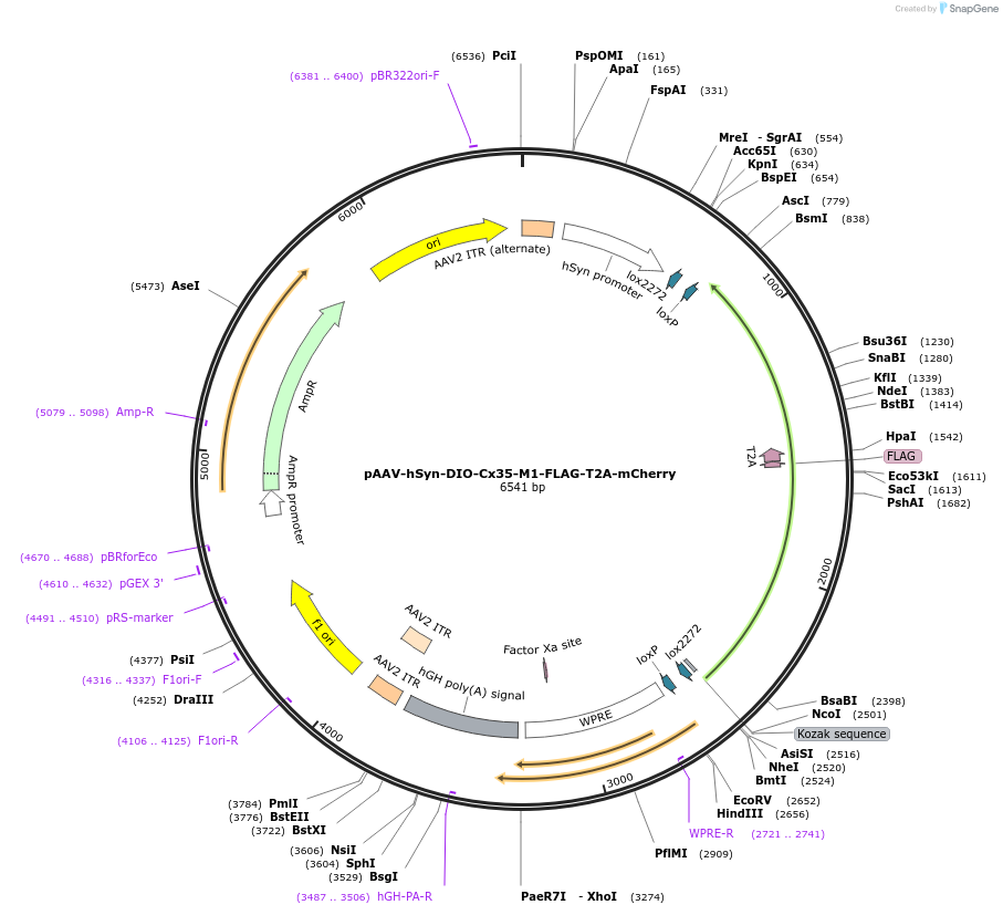255638-plasmid-map-sequence-id-511285