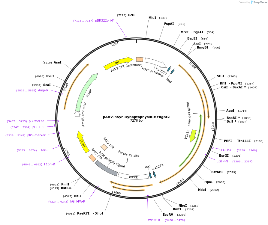 255339-plasmid-map-sequence-id-511289