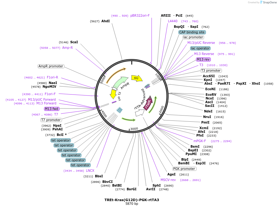 256624-plasmid-map-sequence-id-511297
