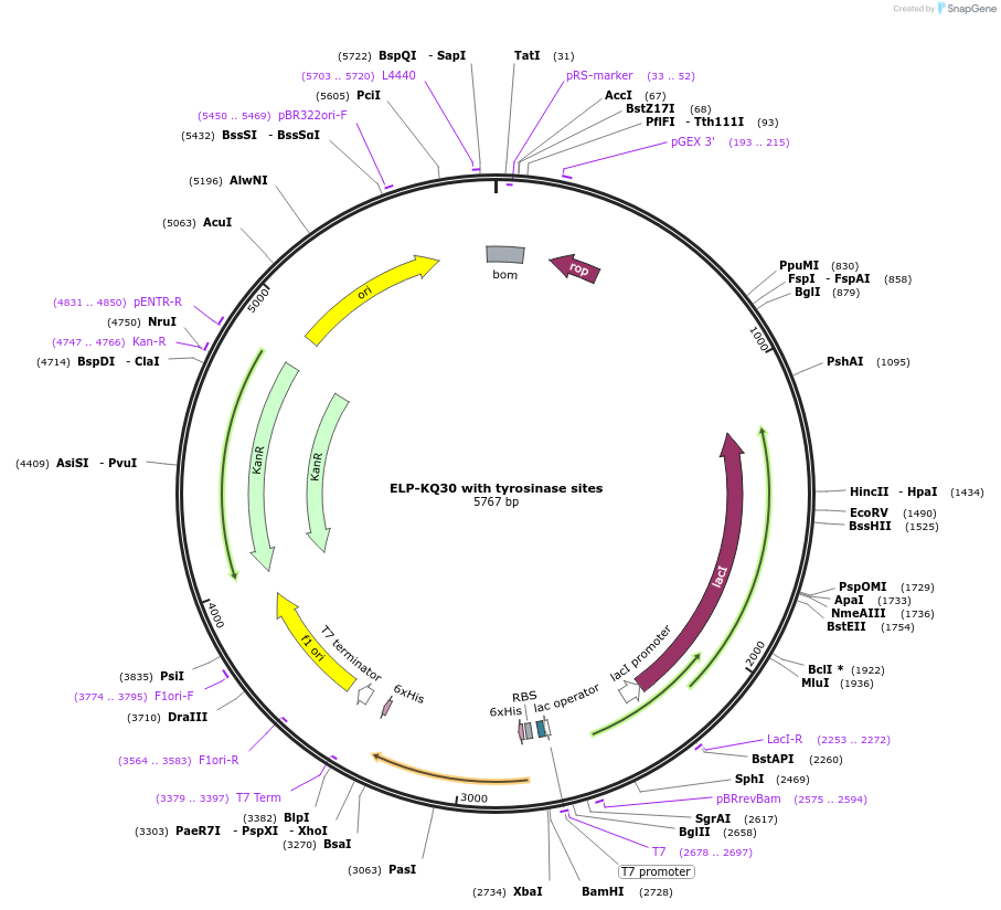 255776-plasmid-map-sequence-id-511308