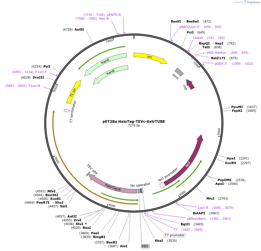 254153-plasmid-map-sequence-id-511309