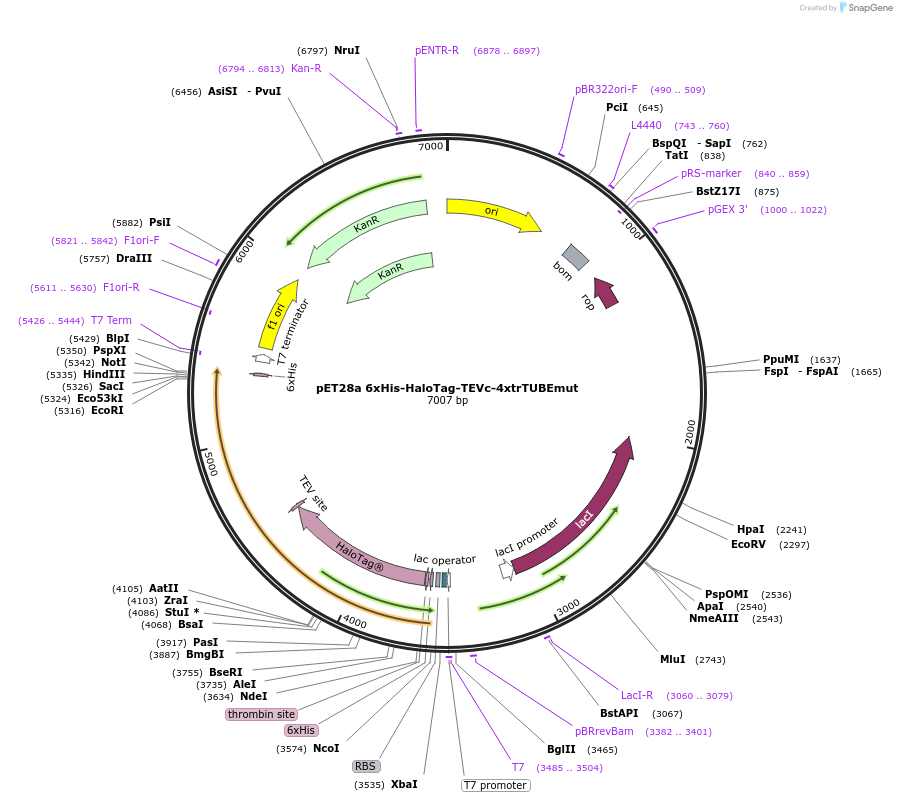 254155-plasmid-map-sequence-id-511310