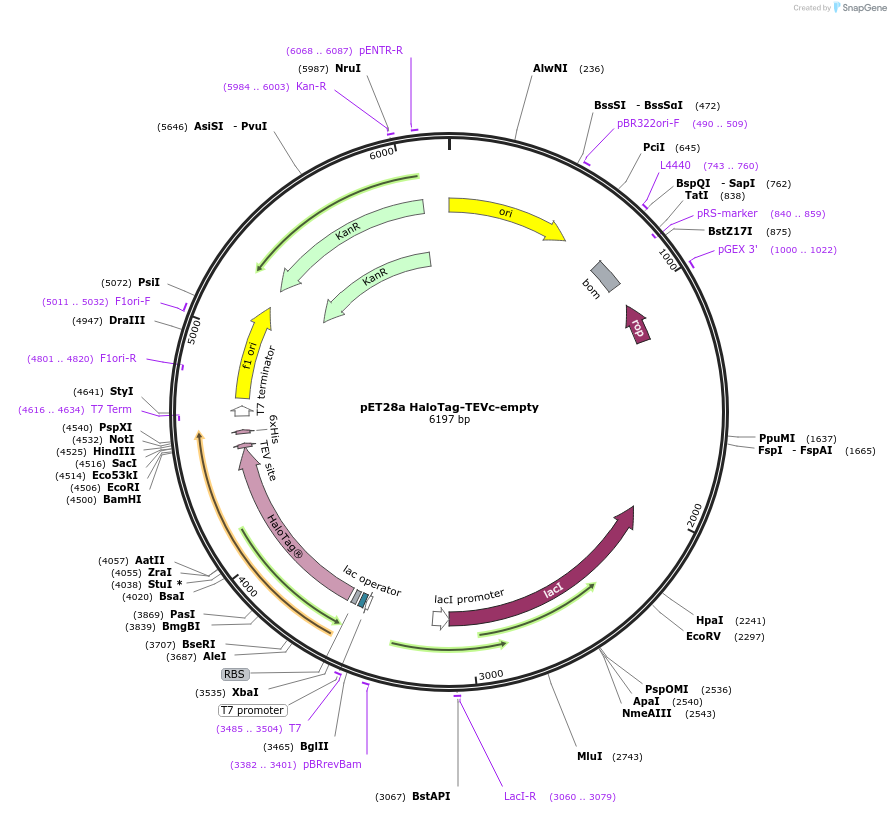 254152-plasmid-map-sequence-id-511311