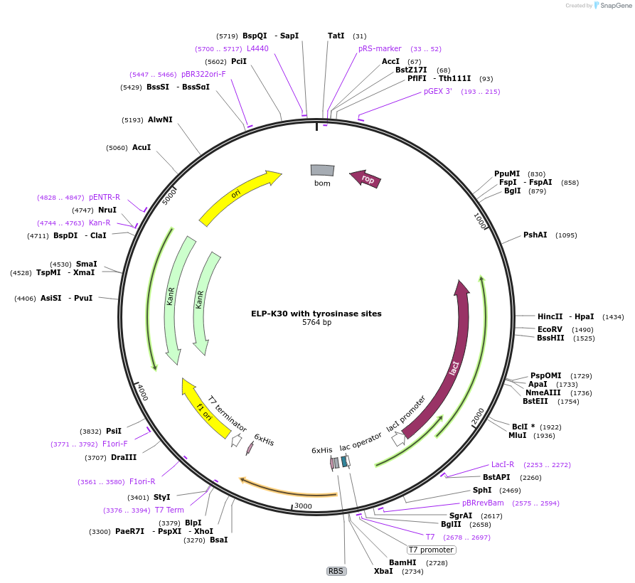255775-plasmid-map-sequence-id-511312