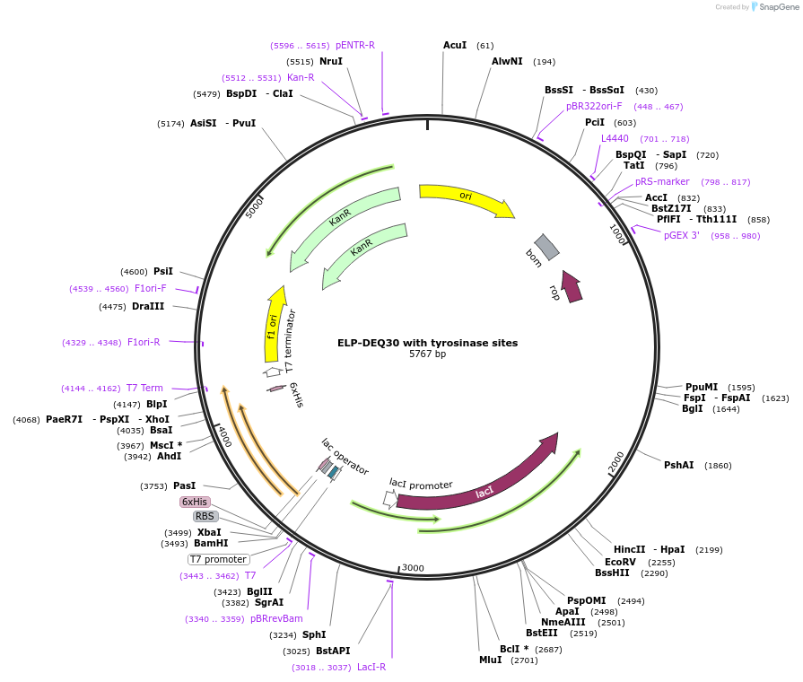 255774-plasmid-map-sequence-id-511313