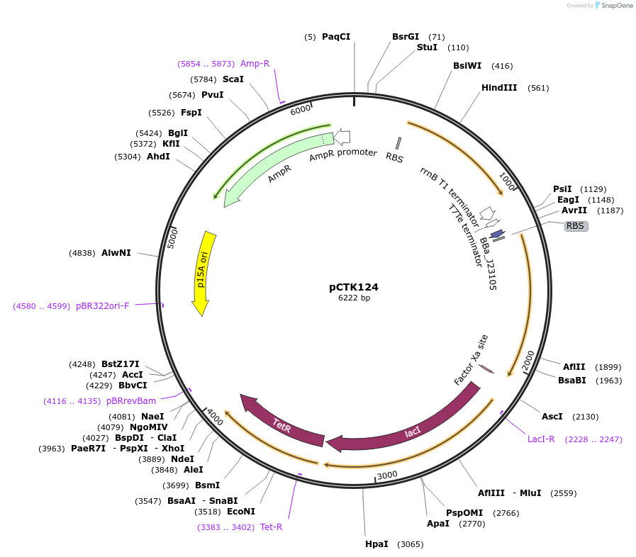 248487-plasmid-map-sequence-id-511318