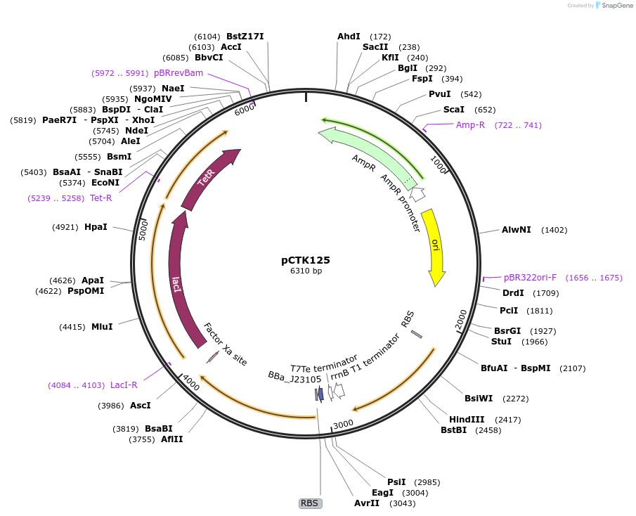 248488-plasmid-map-sequence-id-511324