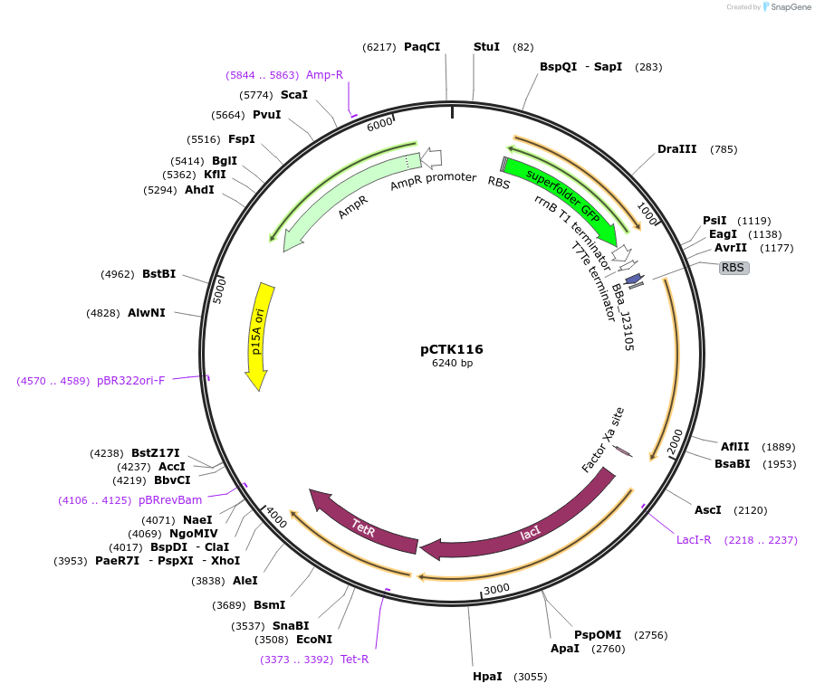 248479-plasmid-map-sequence-id-511326