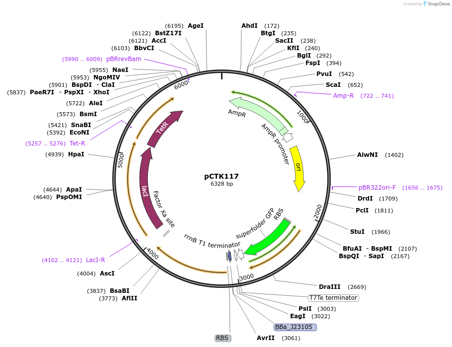 248480-plasmid-map-sequence-id-511329