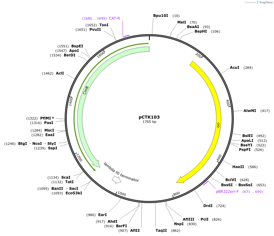 248466-plasmid-map-sequence-id-511330