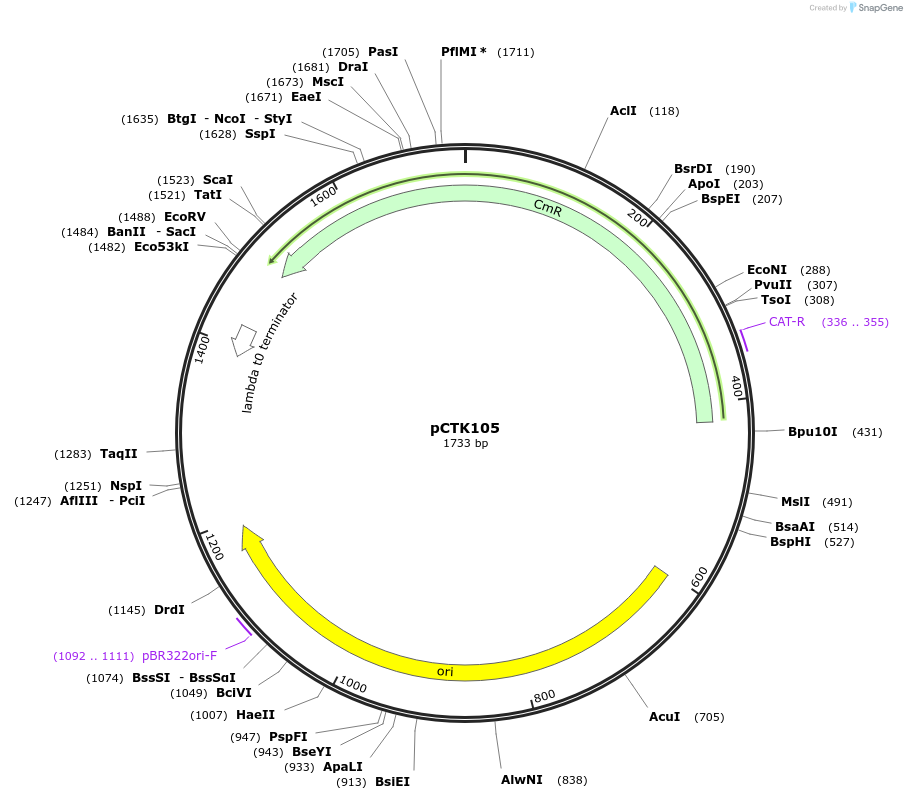 248468-plasmid-map-sequence-id-511331