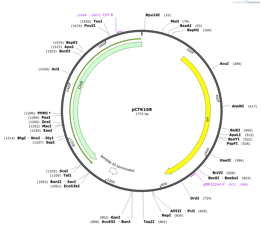 248471-plasmid-map-sequence-id-511332