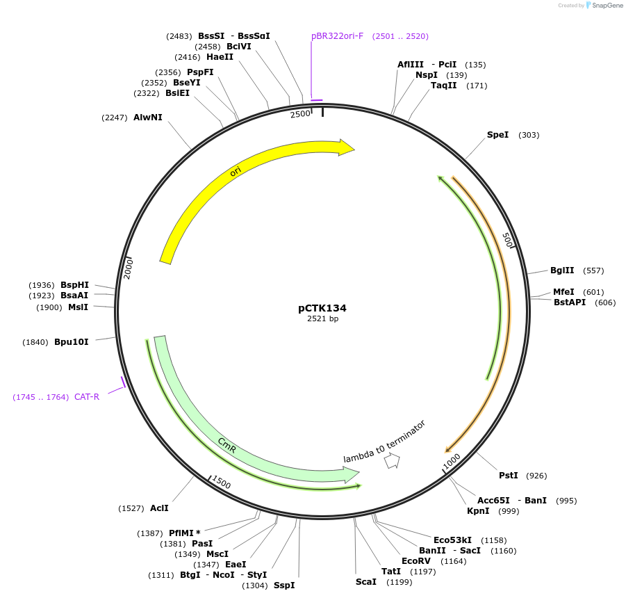 248497-plasmid-map-sequence-id-511333