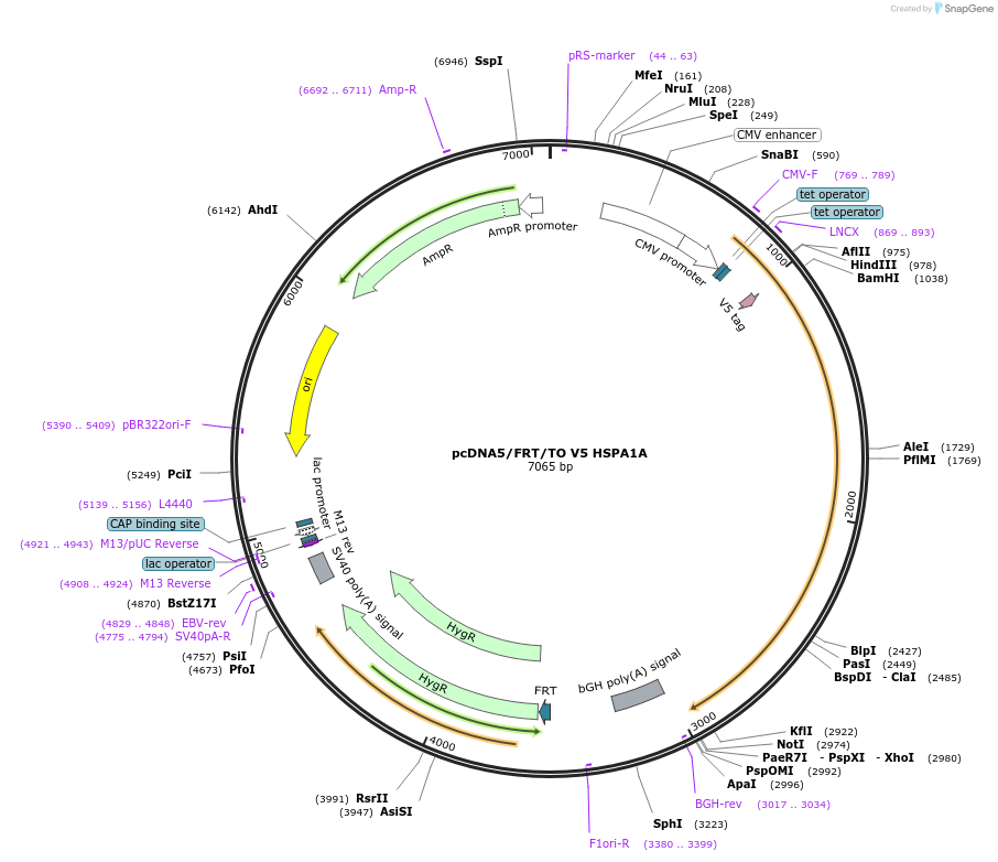 19510-plasmid-map-sequence-id-511335