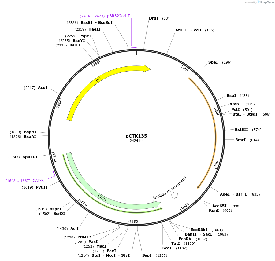 248498-plasmid-map-sequence-id-511337