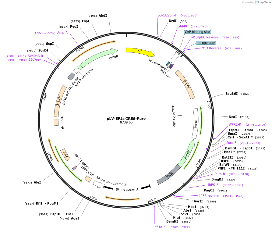 85132-plasmid-map-sequence-id-511339