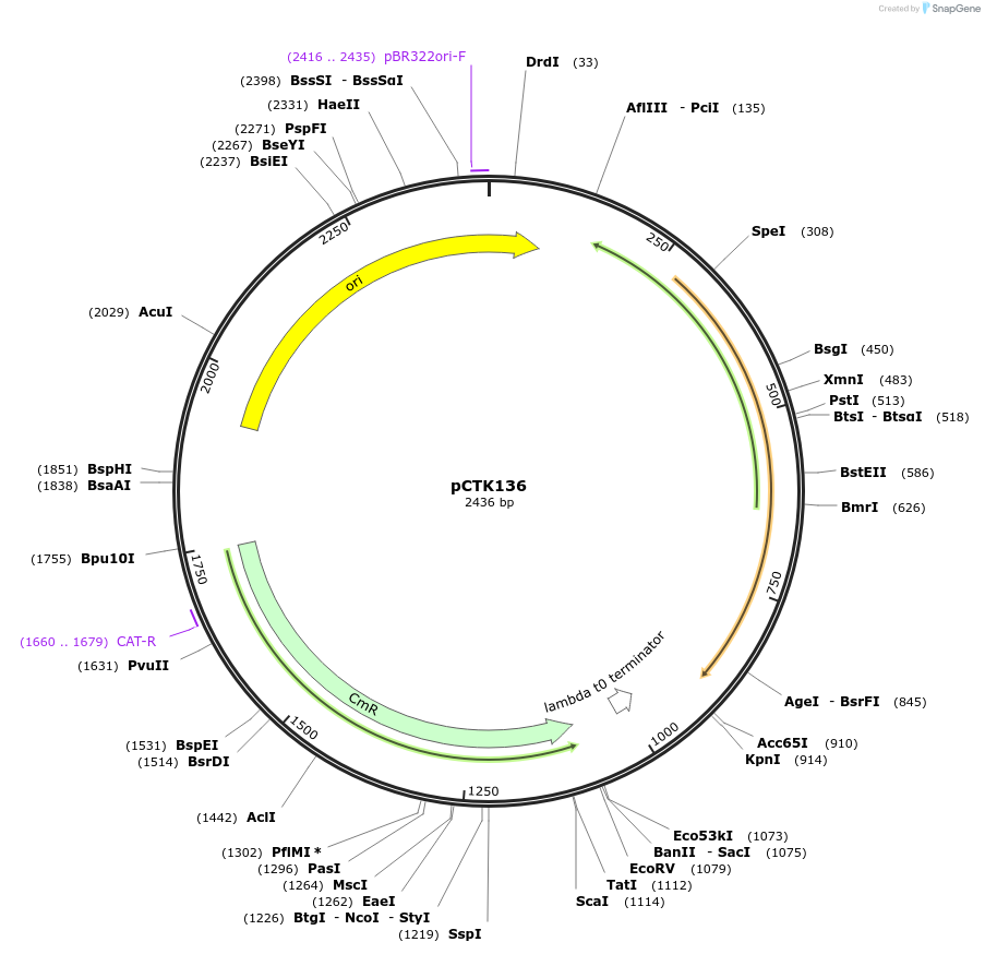 248499-plasmid-map-sequence-id-511341