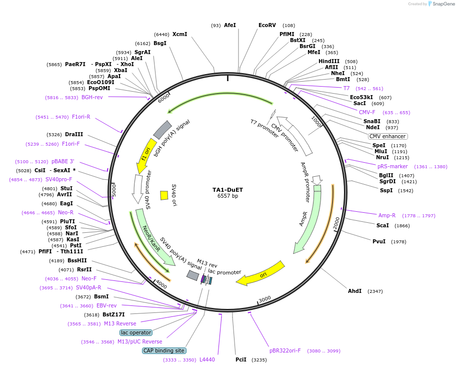 213382-plasmid-map-sequence-id-511342