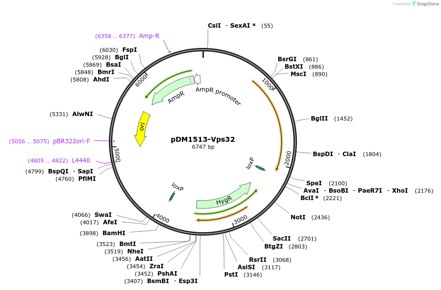 252024-plasmid-map-sequence-id-511380