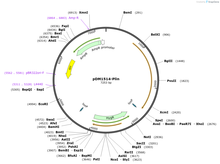 252025-plasmid-map-sequence-id-511381
