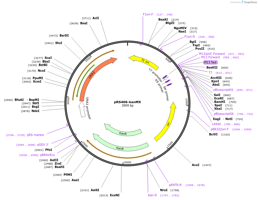 256370-plasmid-map-sequence-id-511384