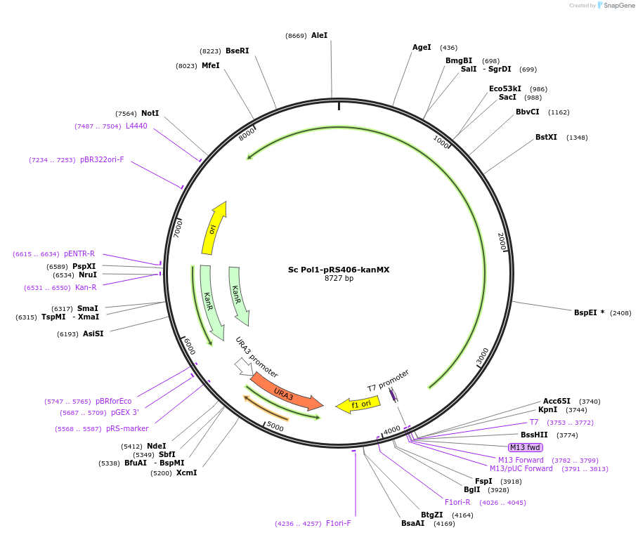 256371-plasmid-map-sequence-id-511385