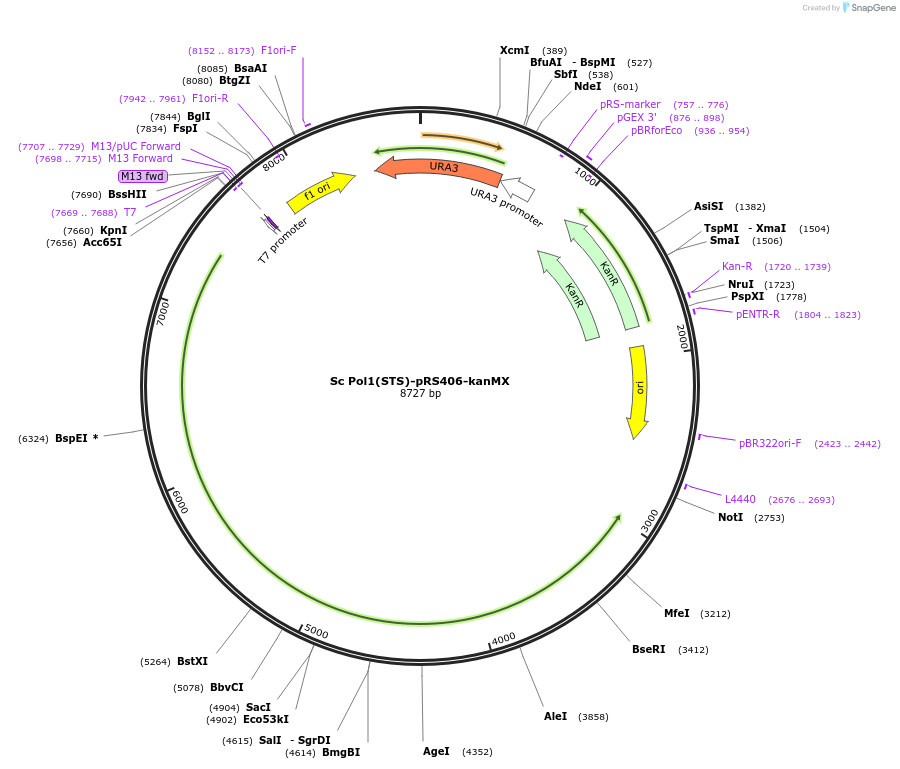 256369-plasmid-map-sequence-id-511388