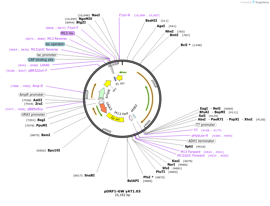 132781-plasmid-map-sequence-id-511406