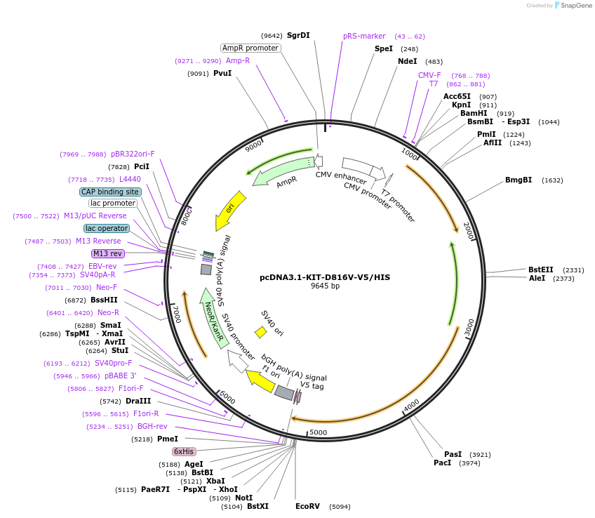 236010-plasmid-map-sequence-id-511408