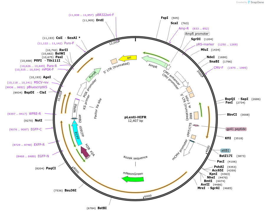 192946-plasmid-map-sequence-id-511410