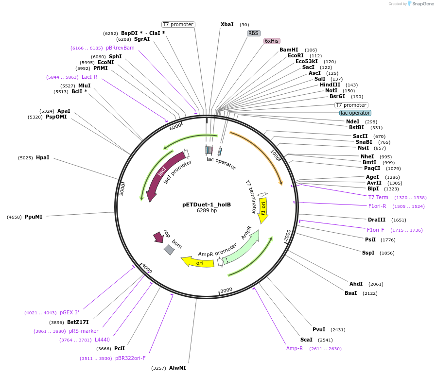254007-plasmid-map-sequence-id-511445