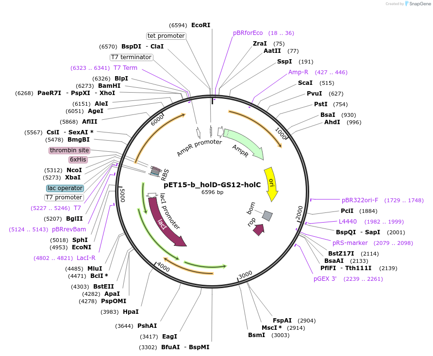 254005-plasmid-map-sequence-id-511448