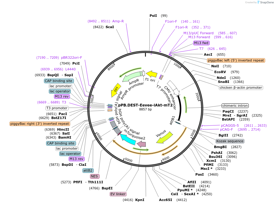 252347-plasmid-map-sequence-id-511459