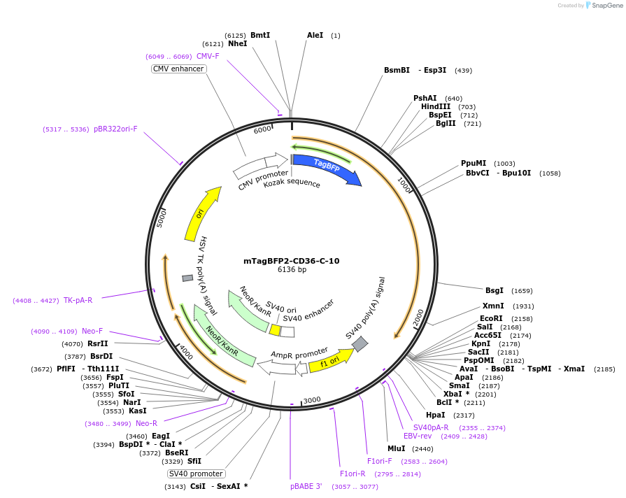 55280-plasmid-map-sequence-id-511462