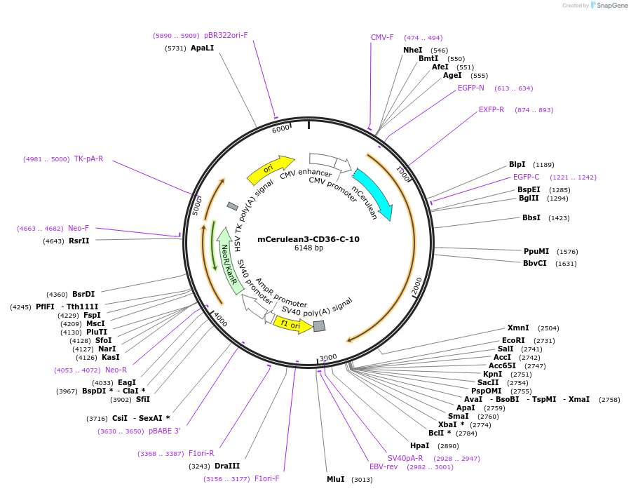55405-plasmid-map-sequence-id-511463