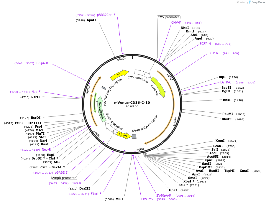 56385-plasmid-map-sequence-id-511464