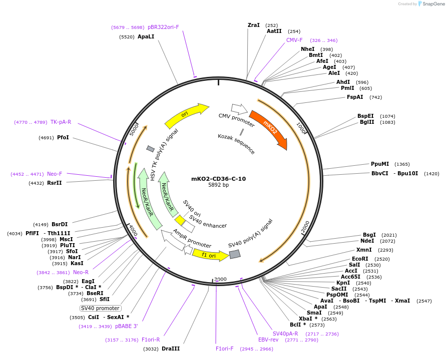 57860-plasmid-map-sequence-id-511465