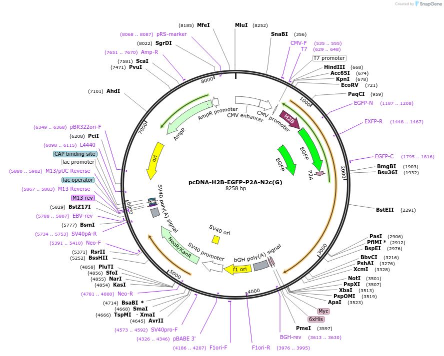 73482-plasmid-map-sequence-id-511467